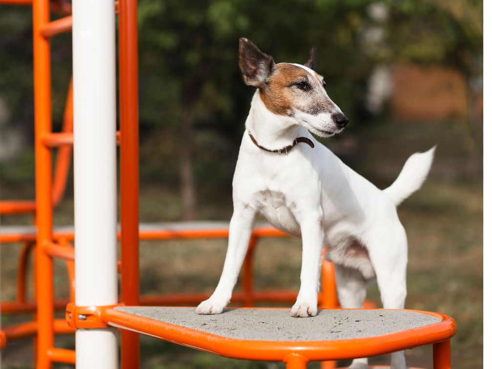 a dog standing on a playground