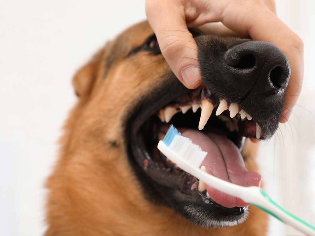 a person brushing dog's teeth