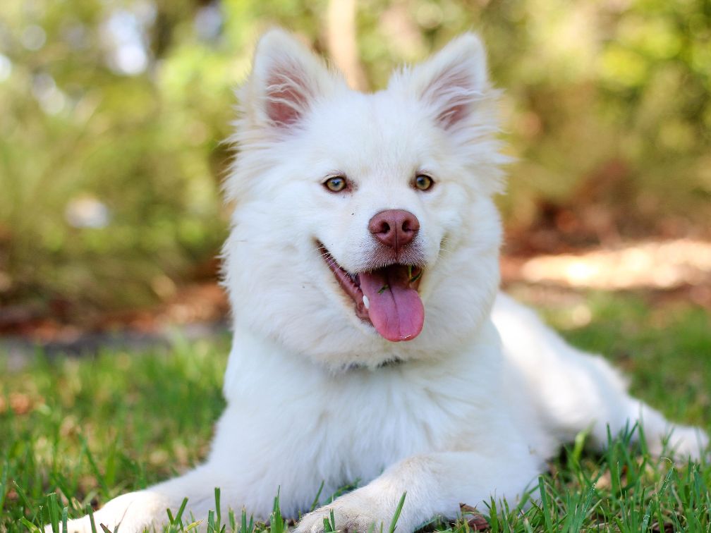 white dog sitting in green grass
