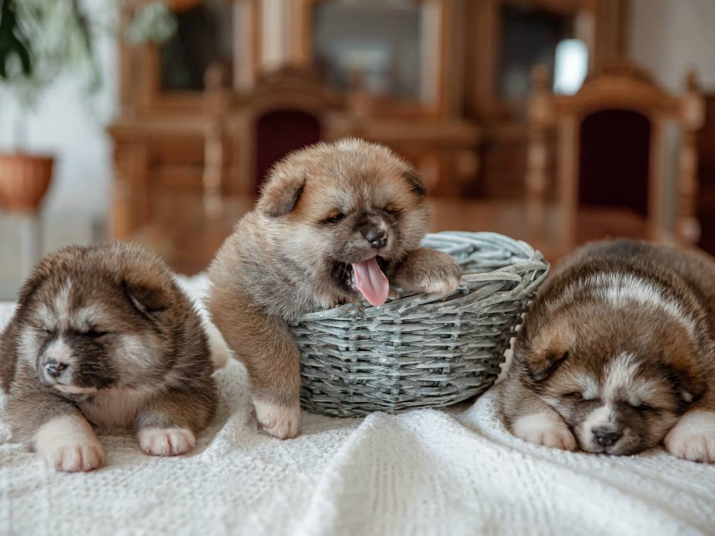 puppies lying in group