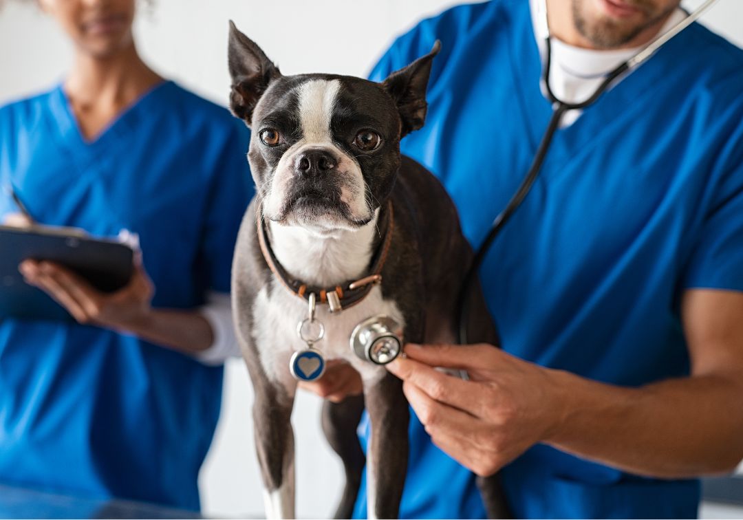 vet examining dog with stethoscope