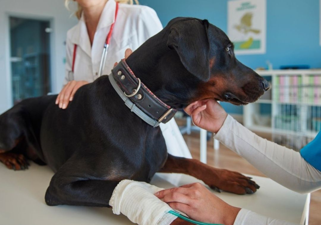 dog with bandaged leg