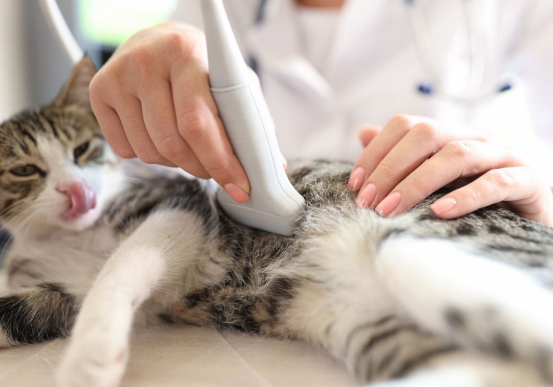 vet doing ultrasound on cat