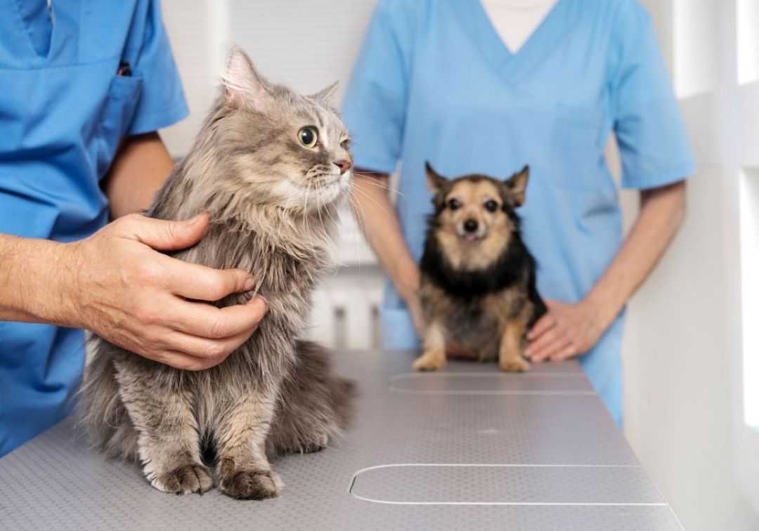 dog and cat at vet
