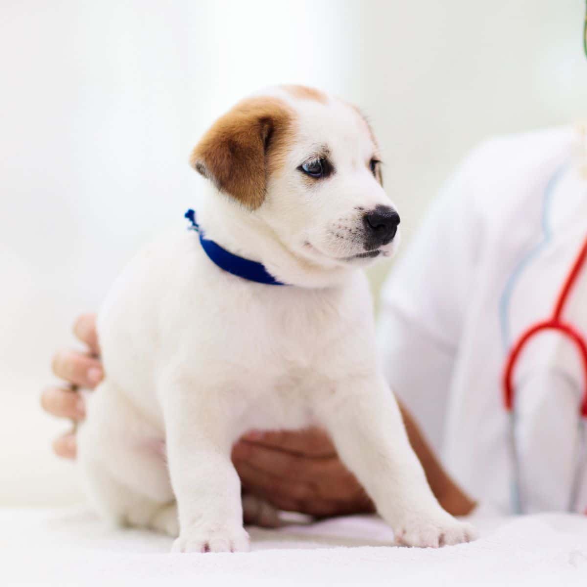 Pet Care