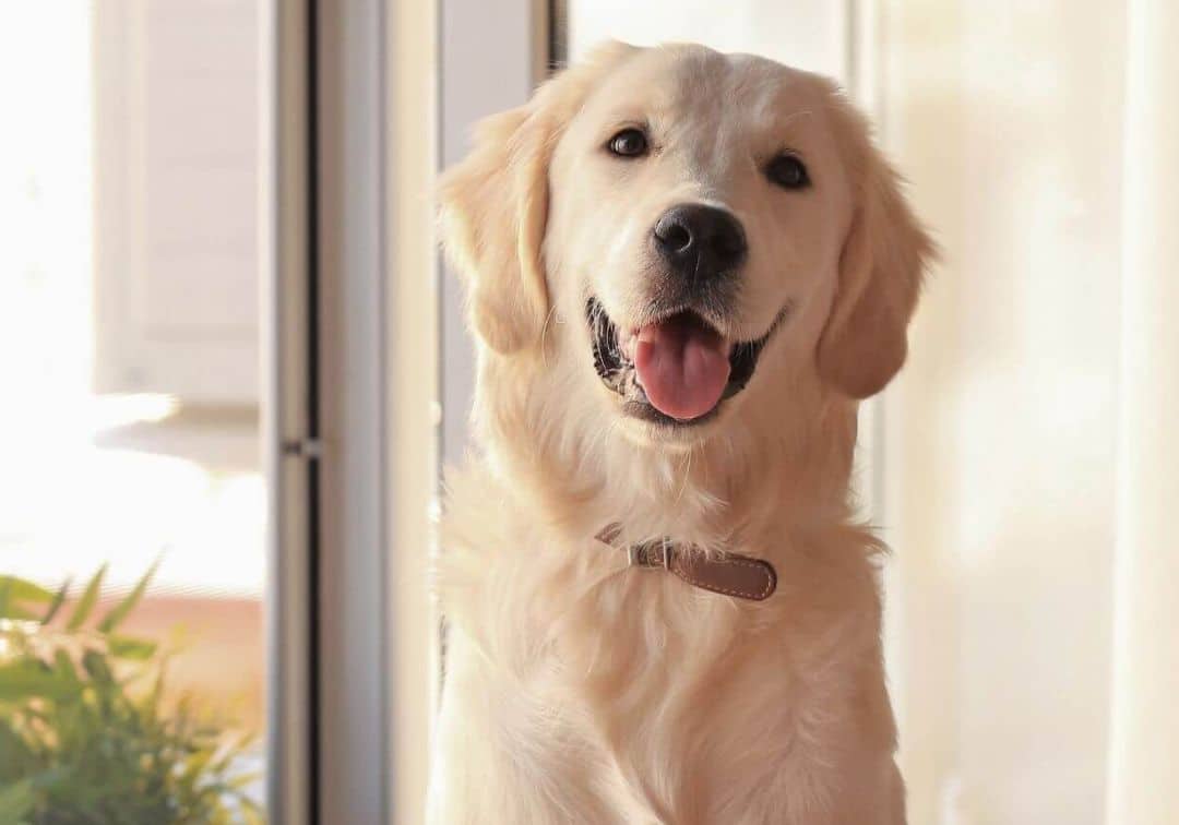 a happy dog in a room