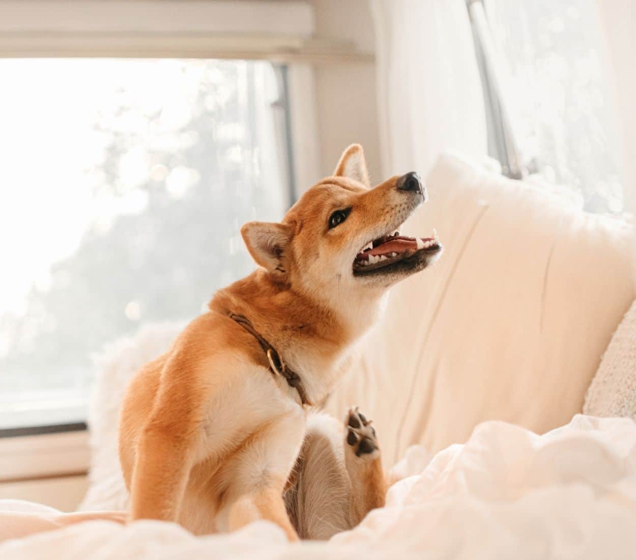 a dog sitting on a bed