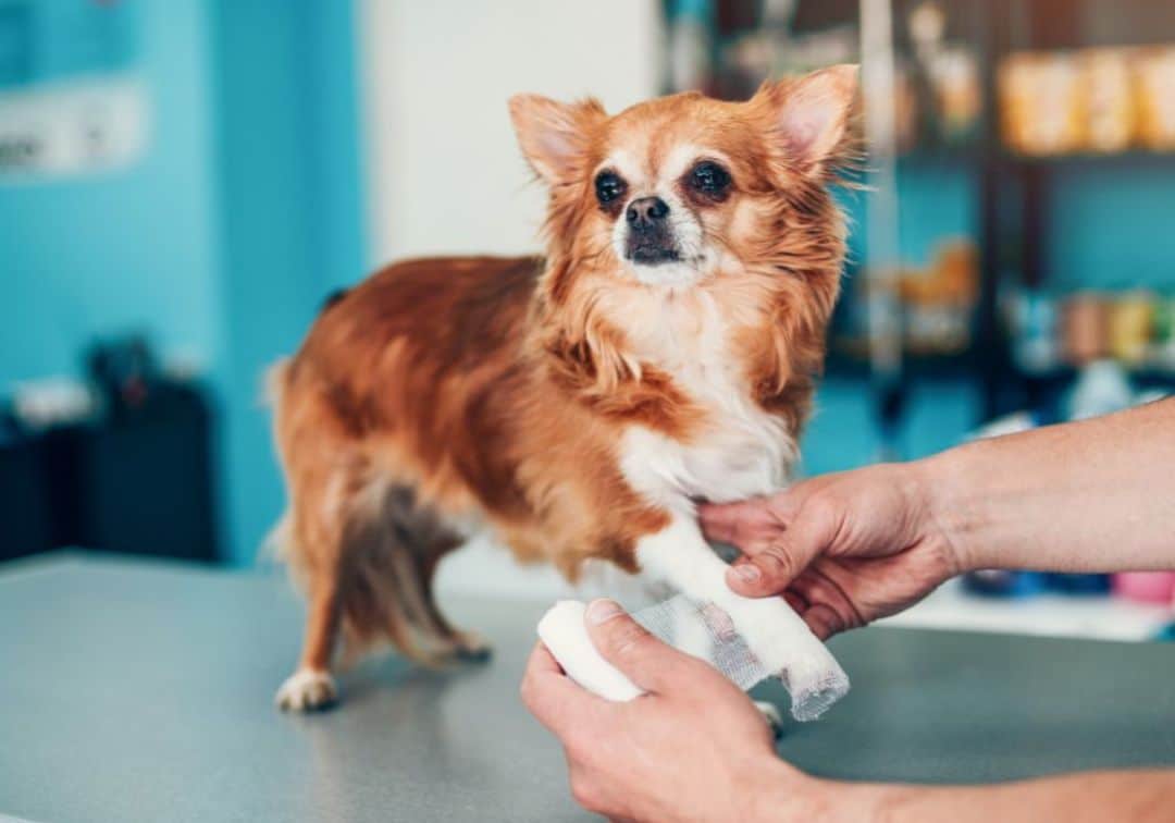 Vet wrapping bandage around a Chihuahua's injured leg