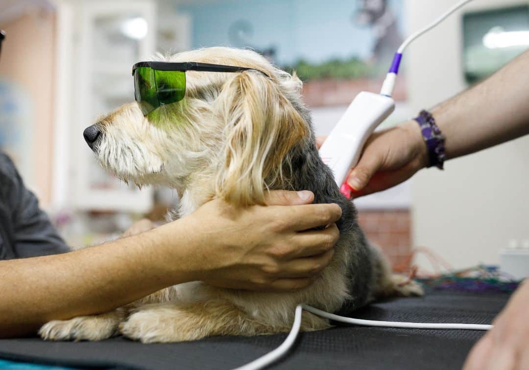 A person holding his dog while it's getting laser therapy