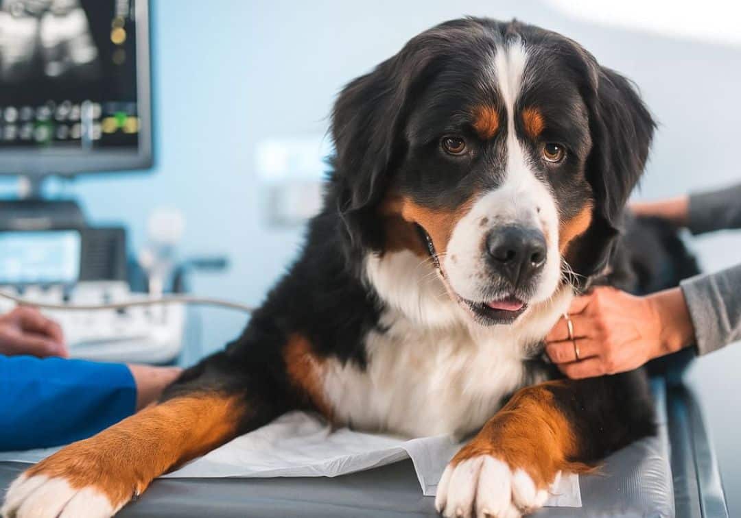 Veterinarian examining a dog using ultrasound