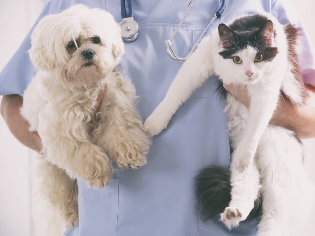 Veterinarian in scrubs holding a fluffy white dog and a black and white cat during a checkup